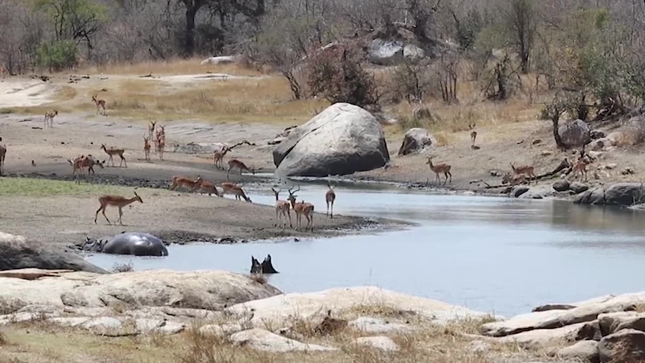 Africa wildlife