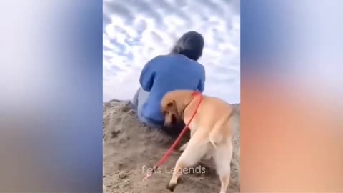 Funniest Animals 2024||New Funny Cats and Dogs Videos
