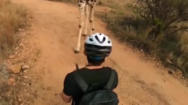 Friendly giraffe stopes biker for a sniff! 🦒🙂😊