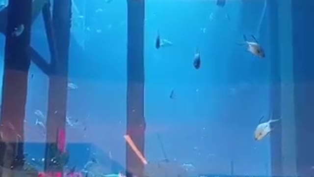 Dubai Aquarium _ Information and Amusement Hub