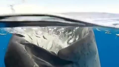 Whale Shark feeding process