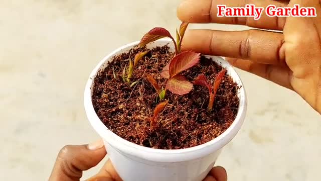 Try growing roses from seeds || How to grow rose plant from seeds