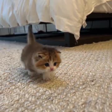 OMG So Cute Cat Video ❤ #cat #kittens #short