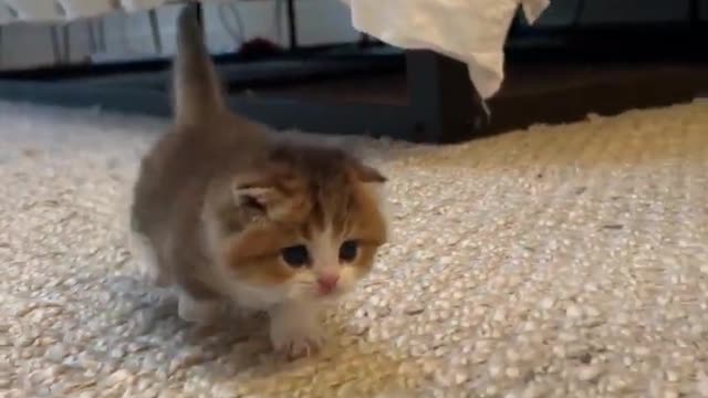 OMG So Cute Cat Video ❤ #cat #kittens #short