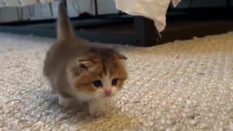 OMG So Cute Cat Video ❤ #cat #kittens #short