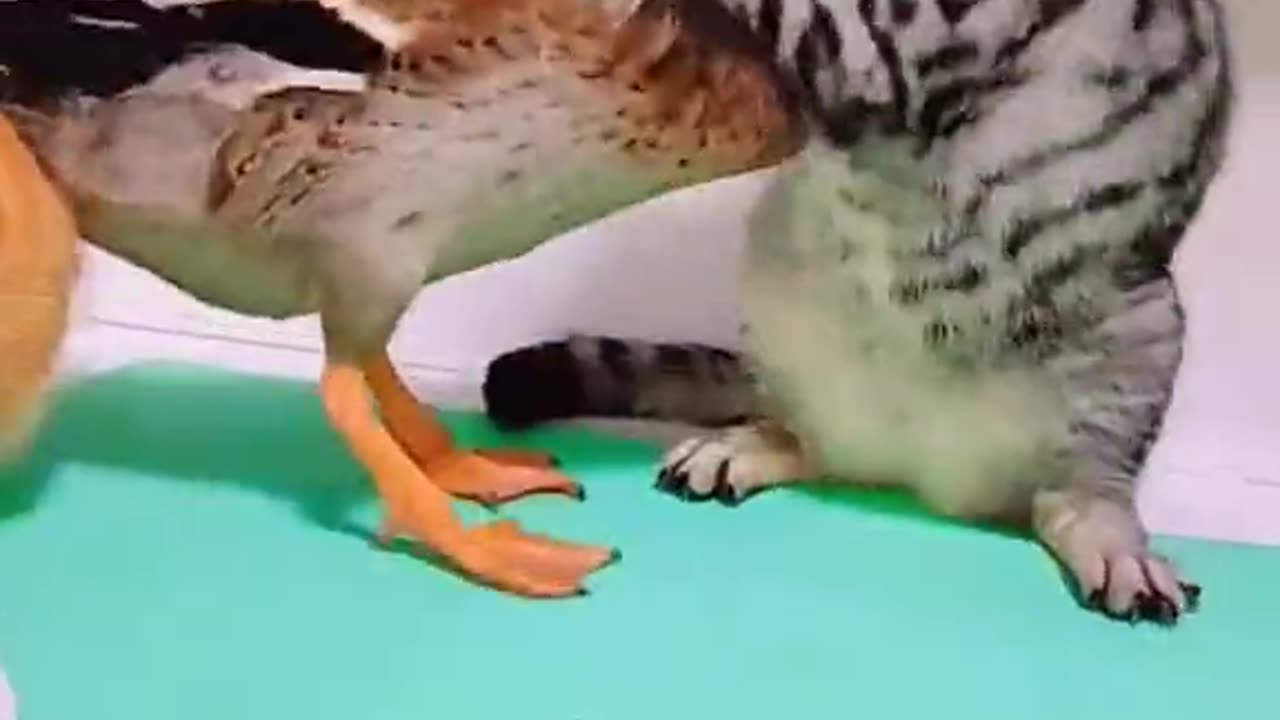 Cat vs duck funny fight 😹😹😁😁😂