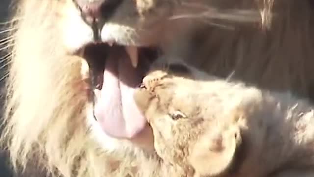 The lion