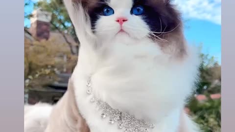 Beautiful Cat 😺