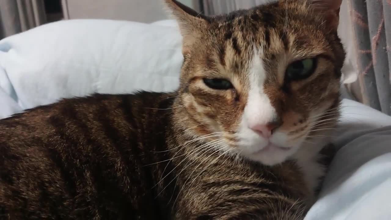 Cat buried in bed and bohe, I got a close-up photo
