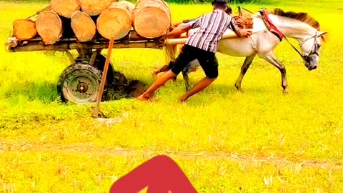 How to Ride a Horse - Horse Riding Fast | Horse Animal Videos by Notun Luxury