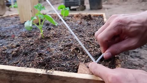 Let's grow bitter melon for your family