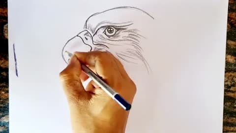 Eagle face Drawing || How to Draw Eagle || Pencil Drawing of Eagle