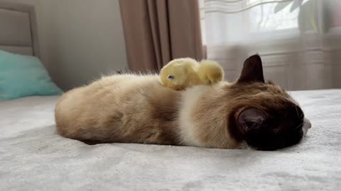 The Cat is Shocked by the Chick sleeping on it like a pillow
