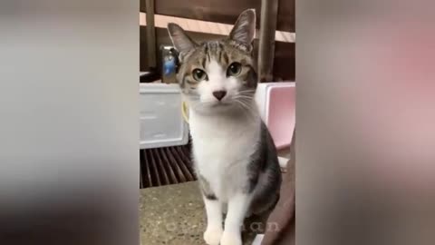 When you have a best friend named cat funny Animals Moments 2024