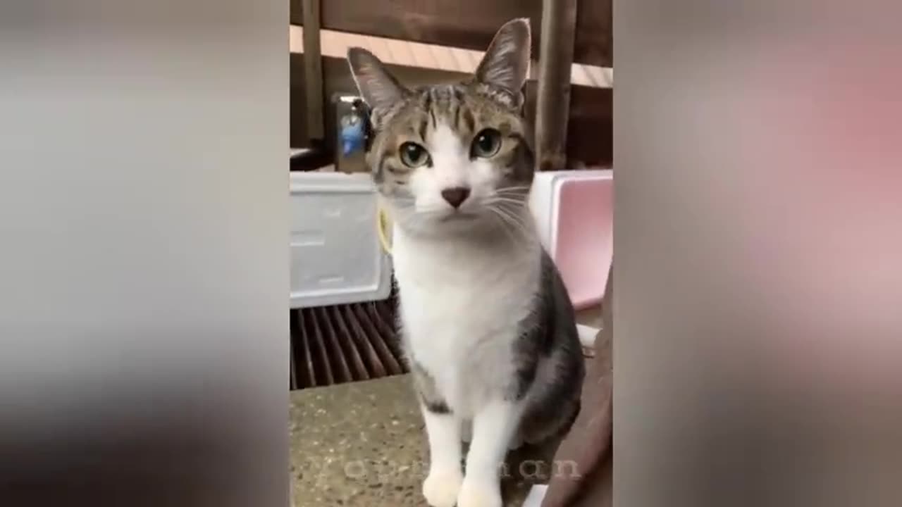 When you have a best friend named cat funny Animals Moments 2024