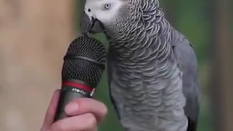 Famous Einstein Parrot talks on Camera!