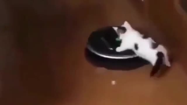 Kitten riding on robot vacuum cleaner with amazing experience