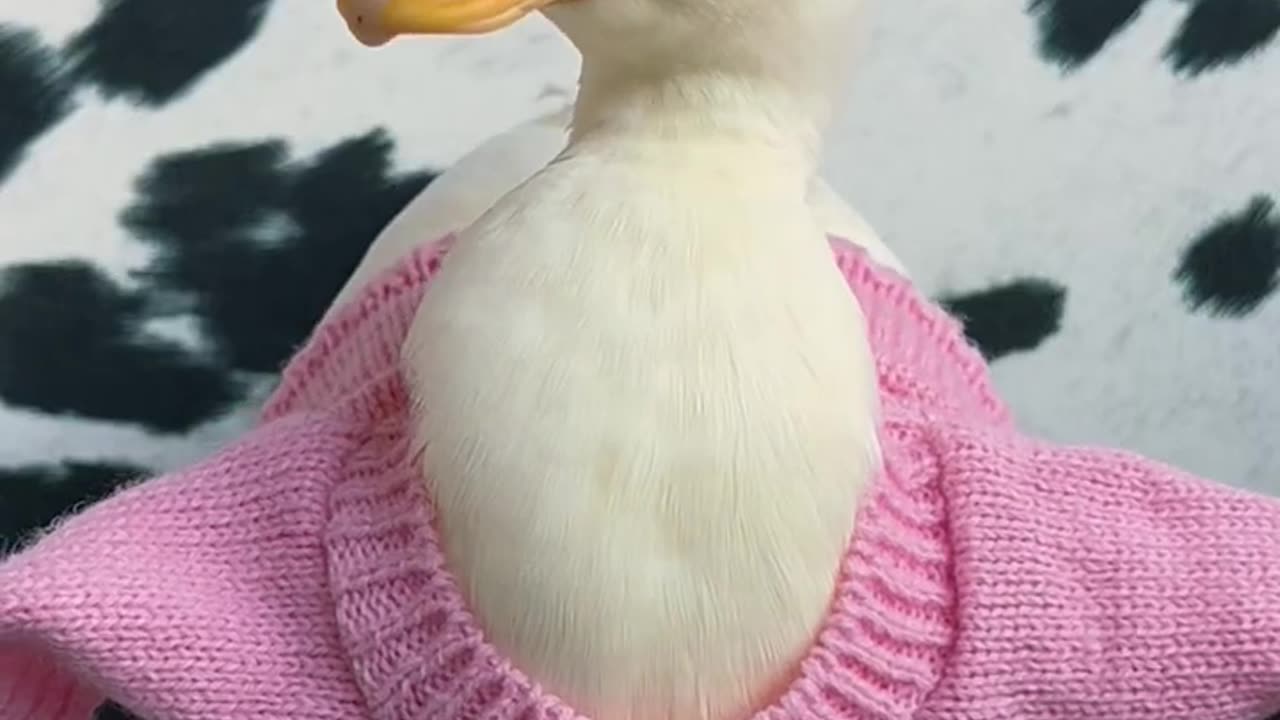 You like duck voice????