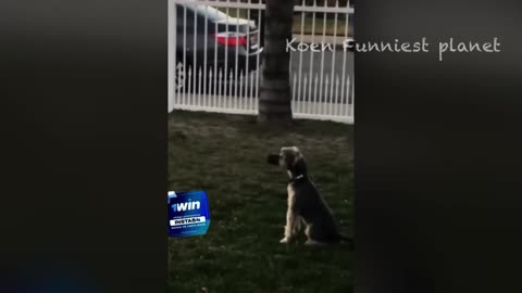 Funny Dogs And Cats Videos 2024 😅 - Best Funniest Anima