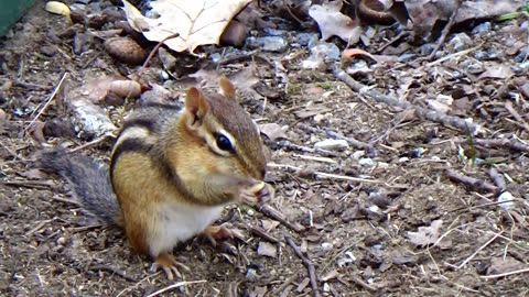 Chipmunk
