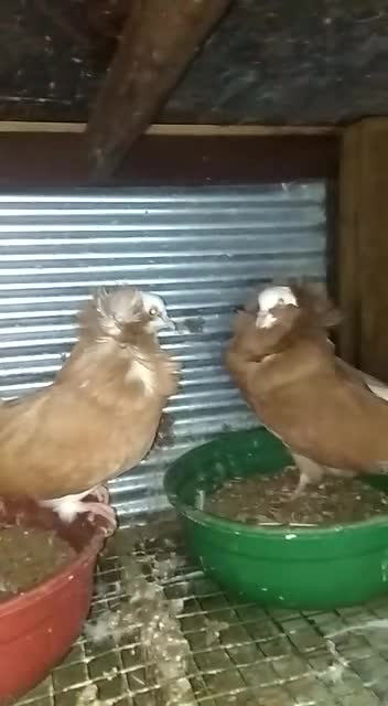 Jacobian fancy pigieon