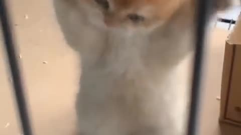 Cute kitten