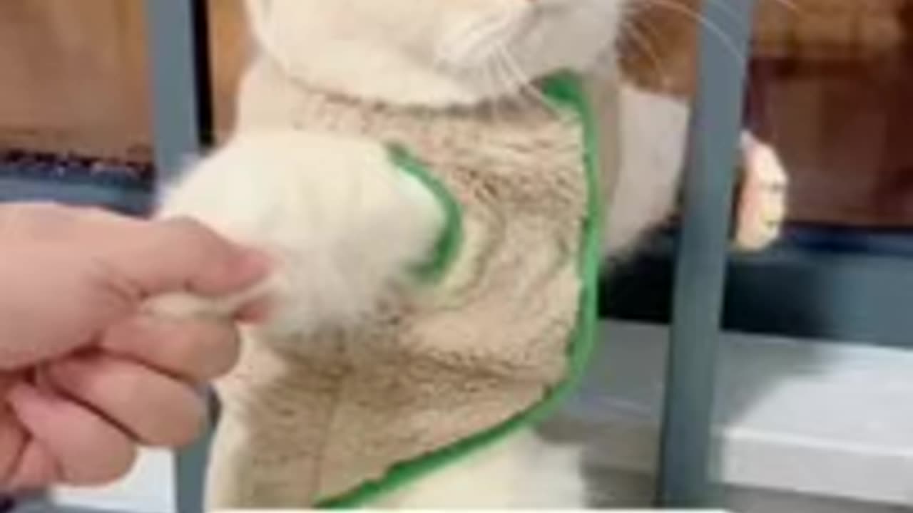 Cats funny videos