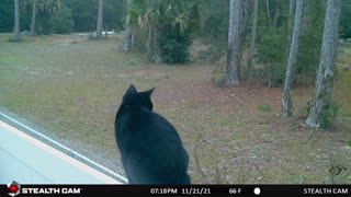 Trail Cam of the Grave yard. Paranormal hunt.