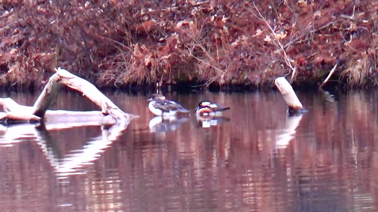 Mergansers