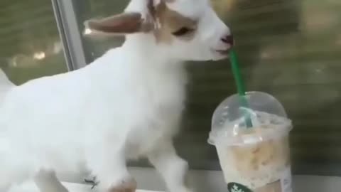 Starbucks lover