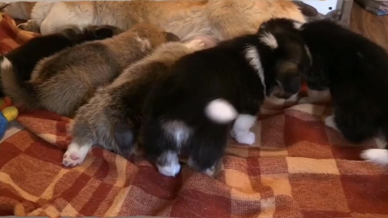 Puppies suckling from their mother's breast. A wonderful view of young puppies drinking milk