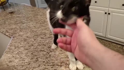 Cat has a crazy deep meow