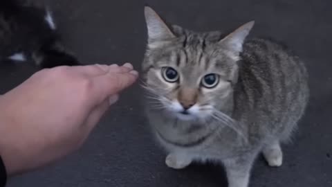 Cute cat is saying something too me