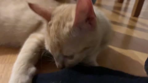 Purring while biting my foot