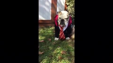 Bulldog Dressed as Harry Potter !!