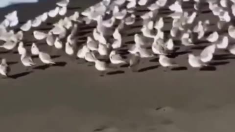 funny animals