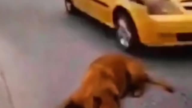 poor dog