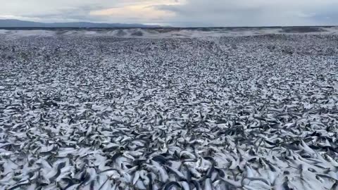 🚨BREAKING: Massive number of dead fish washing up along the coast of northern Japan