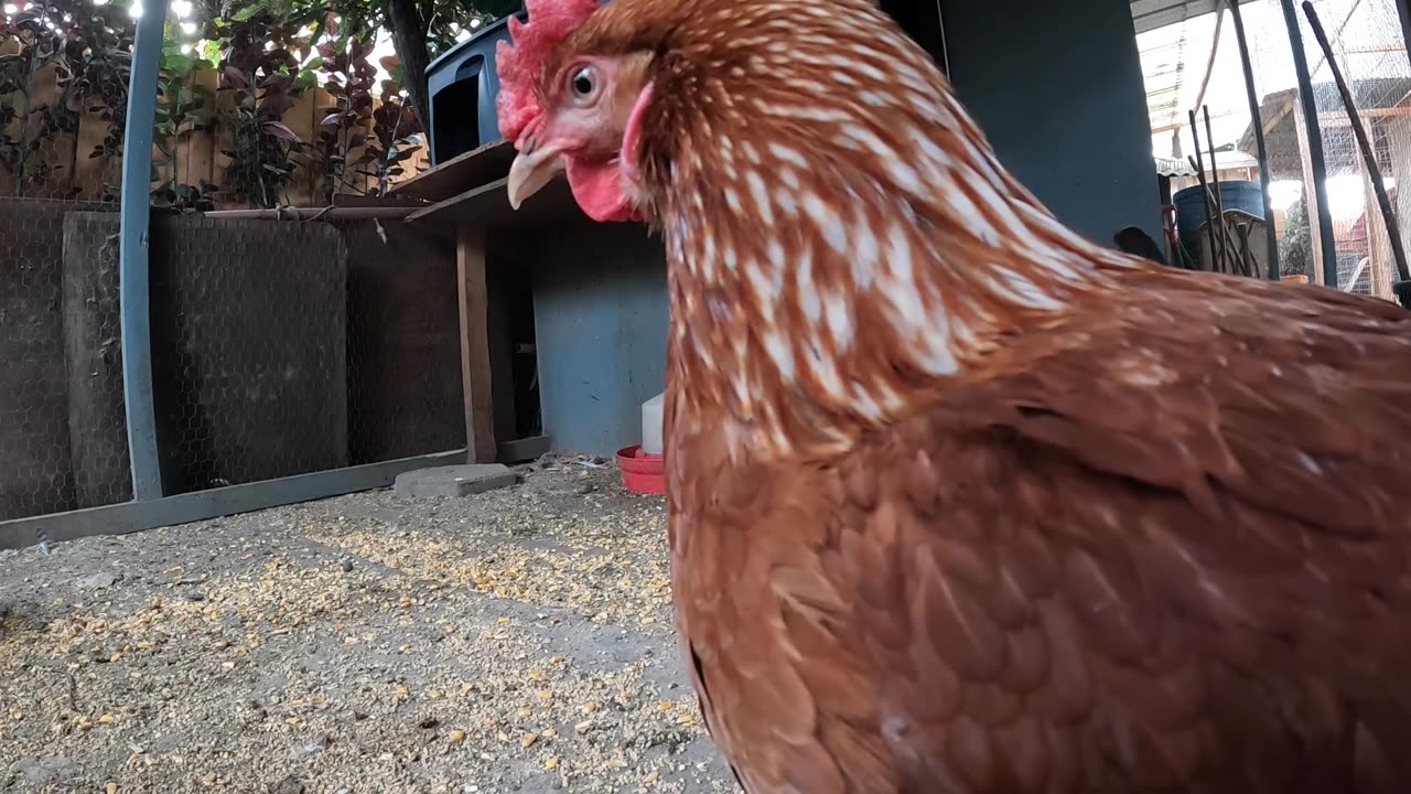 Backyard Chickens Continuous Footage Long Video Hens Roosters!