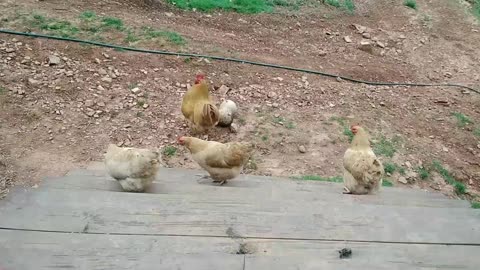 All About Animals
