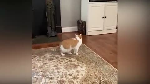 Funniest animal new funny cats and dogs