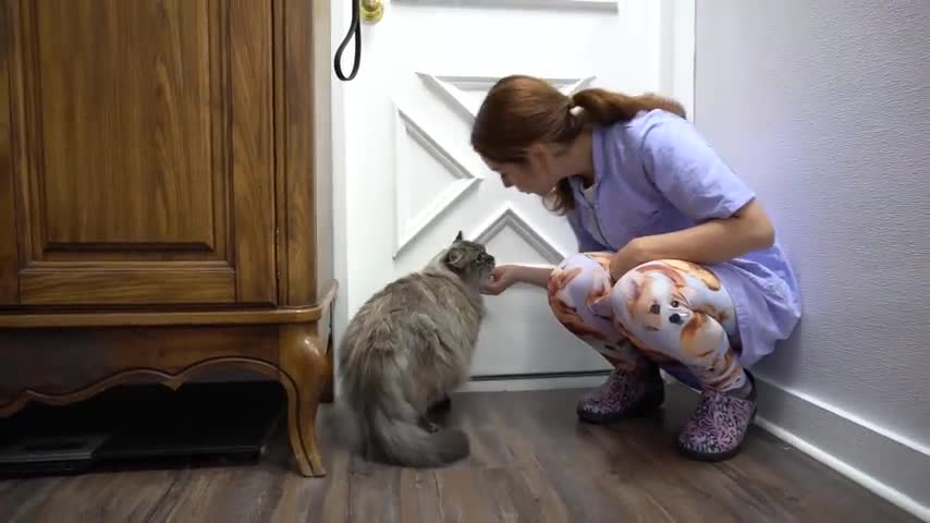 5 inevitable stages of bathing a cat