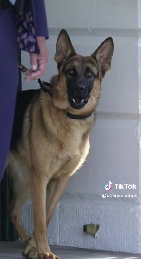 Biden’s Dog's Giving Us Comms 🤣