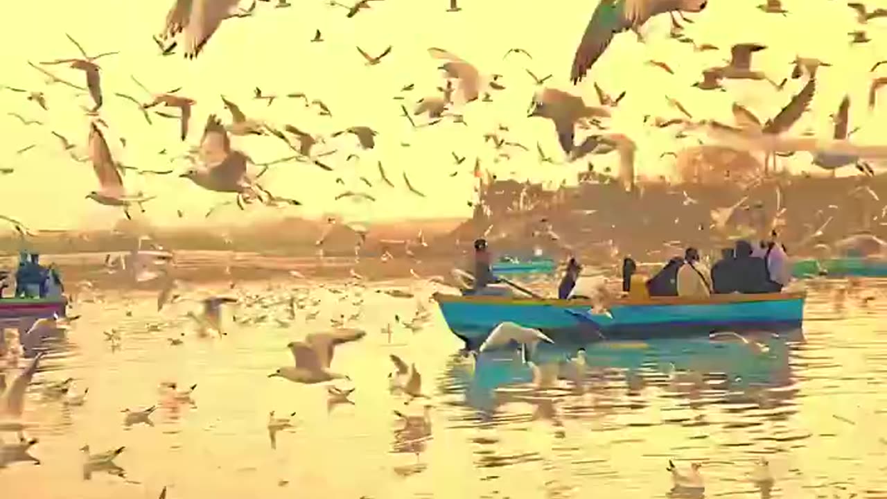 Flying birds 🕊️ 🕊️ in sky very attractive video