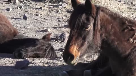 Gathering Feral Horses On the Navajo Nation!