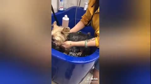 Dog grooming tiktok compilation 🐶🐶