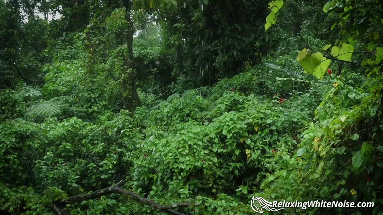 Rainforest Rain Sounds for Sleeping or Studying 🌧️ White Noise Rainstorm 10 Hours