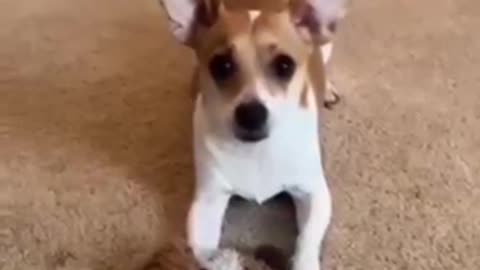 Funny animal