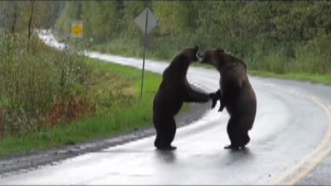 Bear fighting scene animals video