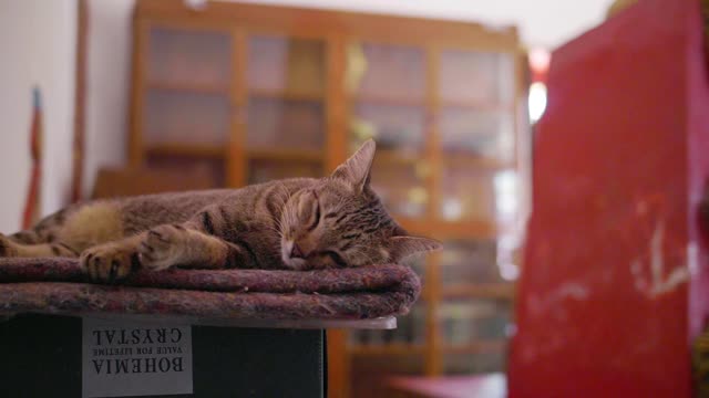 Orbiting Sleeping Cat